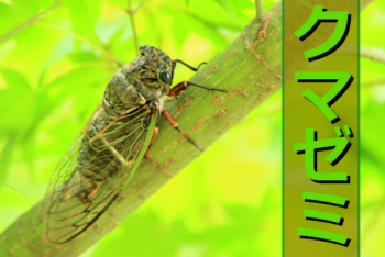 Thumbnail of post image 054